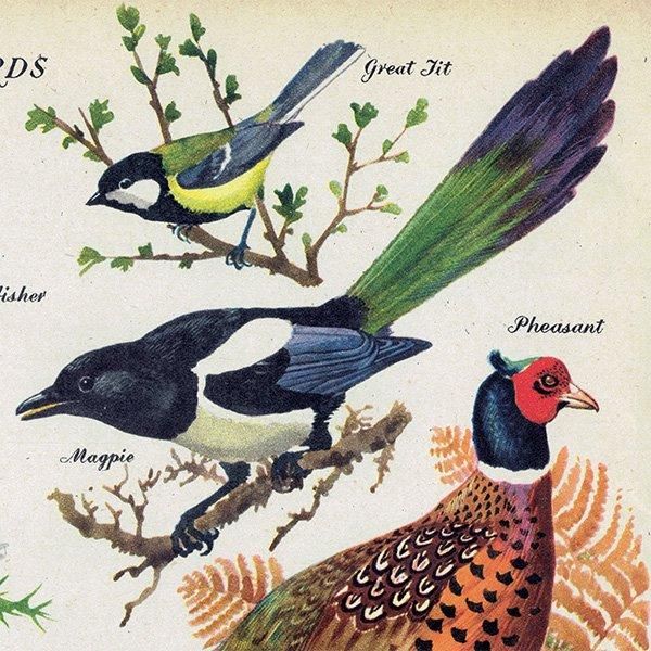 BRILLIANTLY COLOURED BIRDS 鮮やかな色の鳥たち 1948年 BRILLIANTLY COLOURED BIRDS 鮮やかな色の鳥たち 1948年