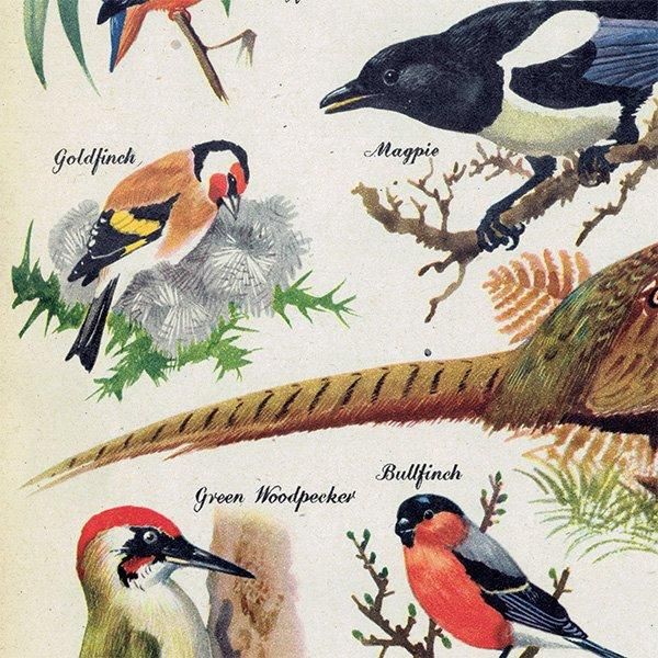 BRILLIANTLY COLOURED BIRDS 䤫ʿĻ 1948ǯ ꥹ ơץ ʪ Ļγ 1007