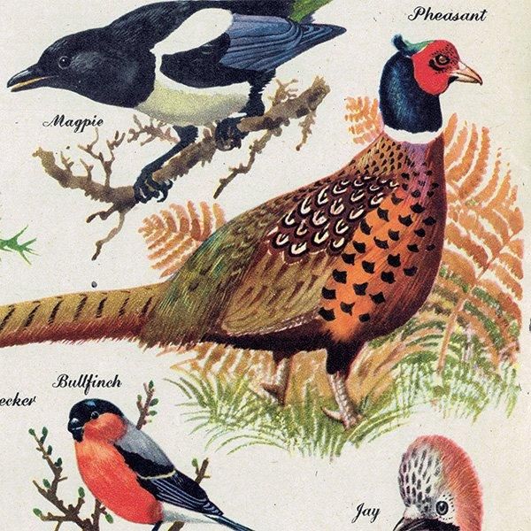 BRILLIANTLY COLOURED BIRDS 䤫ʿĻ 1948ǯ ꥹ ơץ ʪ Ļγ 1007