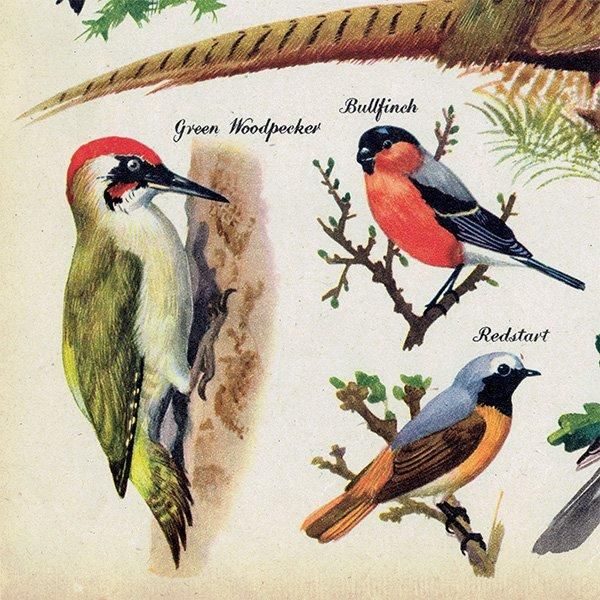 BRILLIANTLY COLOURED BIRDS 鮮やかな色の鳥たち 1948年 BRILLIANTLY COLOURED BIRDS 鮮やかな色の鳥たち 1948年