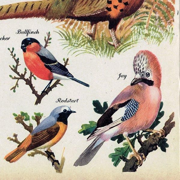 BRILLIANTLY COLOURED BIRDS 鮮やかな色の鳥たち 1948年 BRILLIANTLY COLOURED BIRDS 鮮やかな色の鳥たち 1948年
