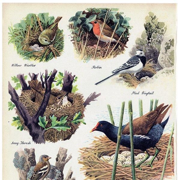 BRITISH BIRDS & THEIR NESTS ѹĻȤ 1948ǯ ꥹ ơץ ʪ Ļγ 1008