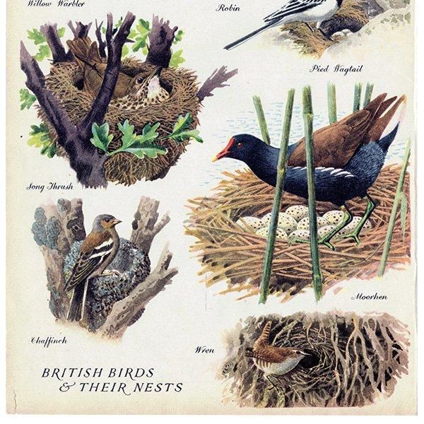 BRITISH BIRDS & THEIR NESTS ѹĻȤ 1948ǯ ꥹ ơץ ʪ Ļγ 1008