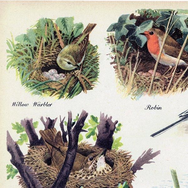 BRITISH BIRDS & THEIR NESTS ѹĻȤ 1948ǯ ꥹ ơץ ʪ Ļγ 1008