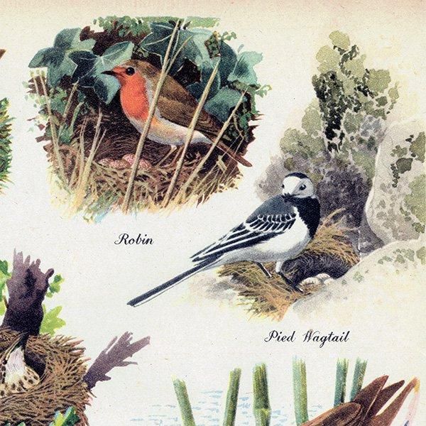 BRITISH BIRDS & THEIR NESTS 英国の鳥とその巣 1948年 イギリス