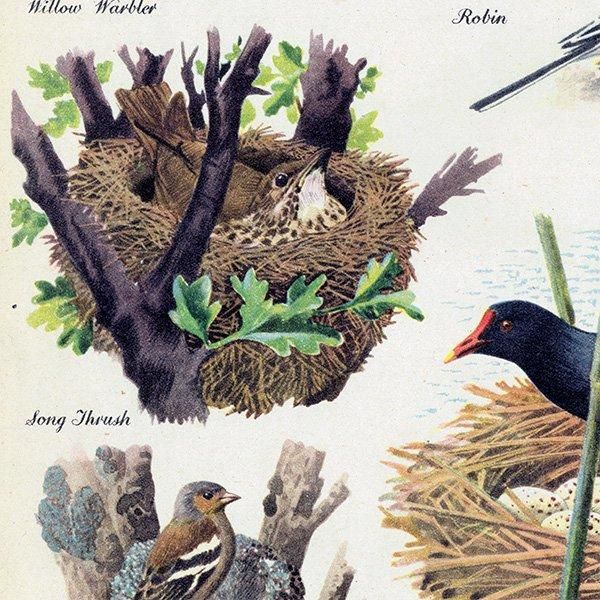 BRITISH BIRDS & THEIR NESTS ѹĻȤ 1948ǯ ꥹ ơץ ʪ Ļγ 1008