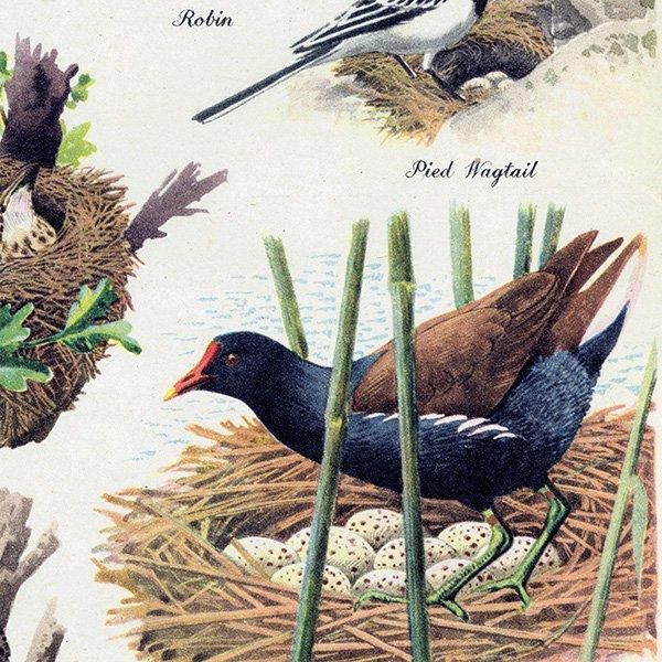 BRITISH BIRDS & THEIR NESTS ѹĻȤ 1948ǯ ꥹ ơץ ʪ Ļγ 1008