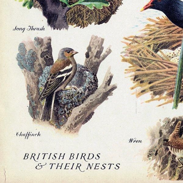 BRITISH BIRDS & THEIR NESTS ѹĻȤ 1948ǯ ꥹ ơץ ʪ Ļγ 1008