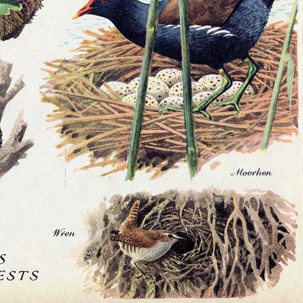 BRITISH BIRDS & THEIR NESTS ѹĻȤ 1948ǯ ꥹ ơץ ʪ Ļγ 1008