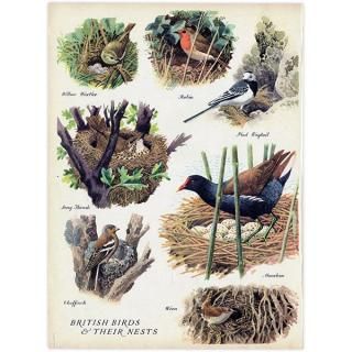BRITISH BIRDS & THEIR NESTS ѹĻȤ 1948ǯ ꥹ ơץ ʪ Ļγ 1008