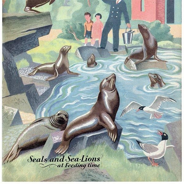 Seals and Sea-Lions at Feeding time ӥΥ饷ȥ 1948ǯ ꥹ ơץ 1010