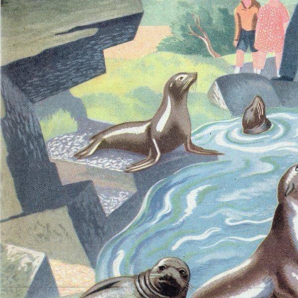 Seals and Sea-Lions at Feeding time ӥΥ饷ȥ 1948ǯ ꥹ ơץ 1010