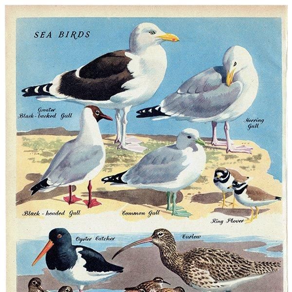 SEA BIRDS դĻ 1948ǯ ꥹ ơץ Ļγ 1011