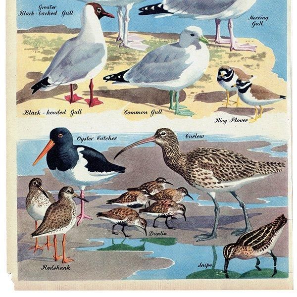 SEA BIRDS դĻ 1948ǯ ꥹ ơץ Ļγ 1011
