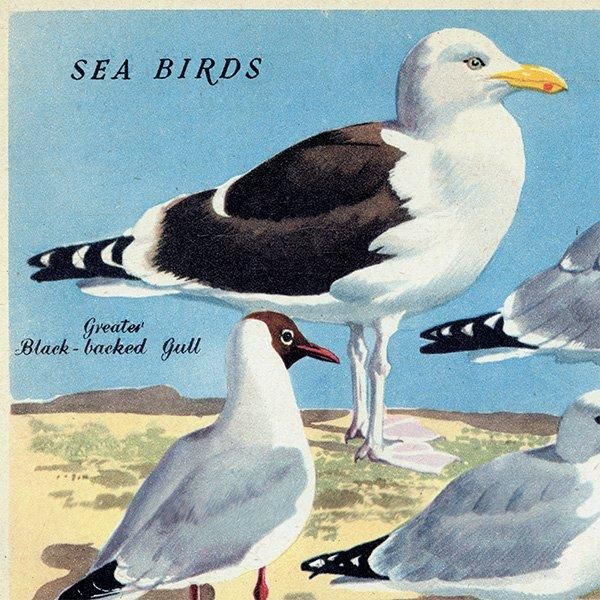 SEA BIRDS դĻ 1948ǯ ꥹ ơץ Ļγ 1011