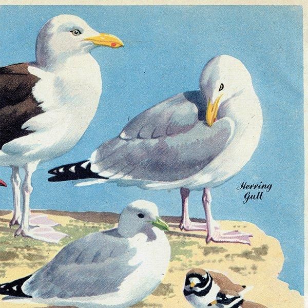 SEA BIRDS դĻ 1948ǯ ꥹ ơץ Ļγ 1011