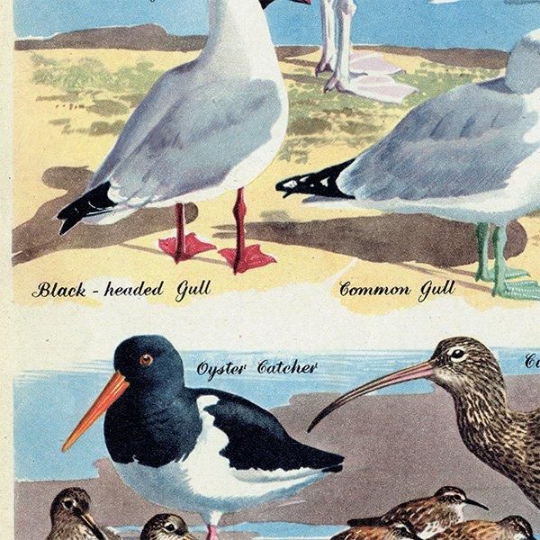 SEA BIRDS դĻ 1948ǯ ꥹ ơץ Ļγ 1011