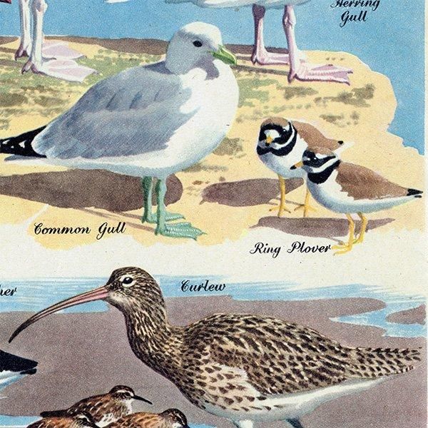 SEA BIRDS դĻ 1948ǯ ꥹ ơץ Ļγ 1011