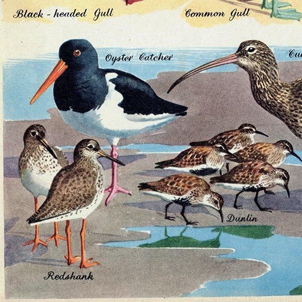 SEA BIRDS դĻ 1948ǯ ꥹ ơץ Ļγ 1011