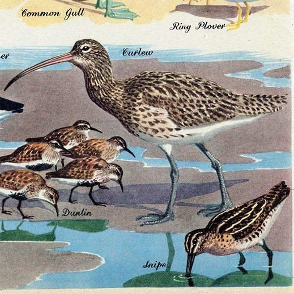 SEA BIRDS դĻ 1948ǯ ꥹ ơץ Ļγ 1011