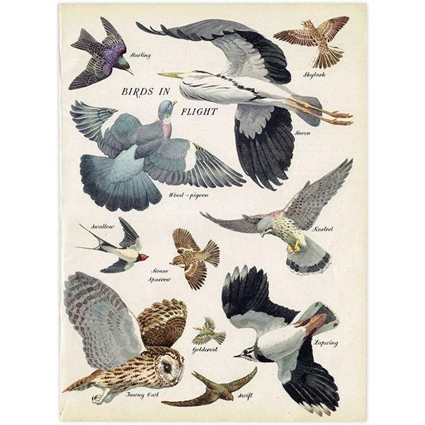 BIRDS IN FLIGHT 飛ぶ鳥たち 1948年 イギリス ヴィンテージ BIRDS IN FLIGHT 飛ぶ鳥たち 1948年 イギリス ヴィンテージ
