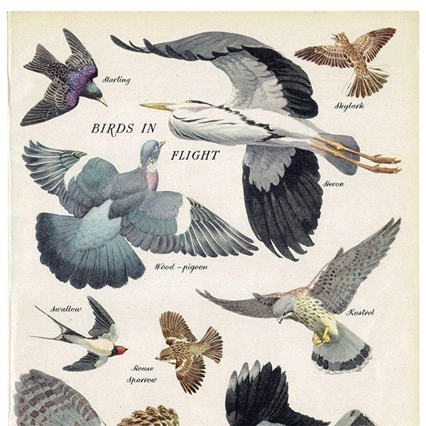 BIRDS IN FLIGHT Ļ 1948ǯ ꥹ ơץ Ļγ 1012
