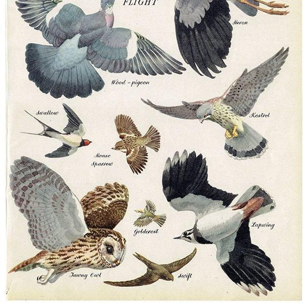 BIRDS IN FLIGHT 飛ぶ鳥たち 1948年 イギリス ヴィンテージ BIRDS IN FLIGHT 飛ぶ鳥たち 1948年 イギリス ヴィンテージ