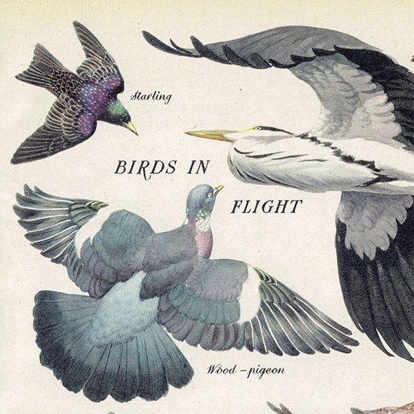 BIRDS IN FLIGHT 飛ぶ鳥たち 1948年 イギリス ヴィンテージ BIRDS IN FLIGHT 飛ぶ鳥たち 1948年 イギリス ヴィンテージ
