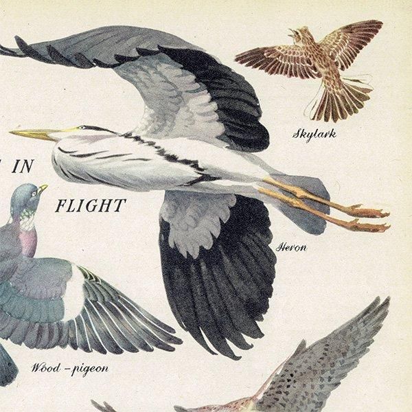 BIRDS IN FLIGHT 飛ぶ鳥たち 1948年 イギリス ヴィンテージ BIRDS IN FLIGHT 飛ぶ鳥たち 1948年 イギリス ヴィンテージ