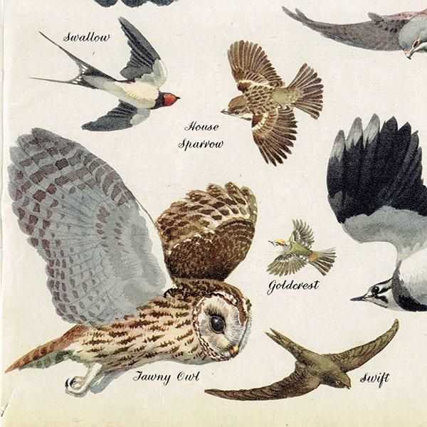 BIRDS IN FLIGHT Ļ 1948ǯ ꥹ ơץ Ļγ 1012