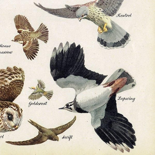BIRDS IN FLIGHT 飛ぶ鳥たち 1948年 イギリス ヴィンテージ