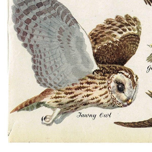 BIRDS IN FLIGHT 飛ぶ鳥たち 1948年 イギリス ヴィンテージ BIRDS IN FLIGHT 飛ぶ鳥たち 1948年 イギリス ヴィンテージ