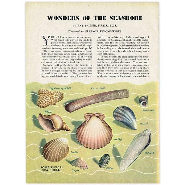 WONDERS OF THE SEASHORE դŨʪ 1948ǯ ꥹ ơץ 1016