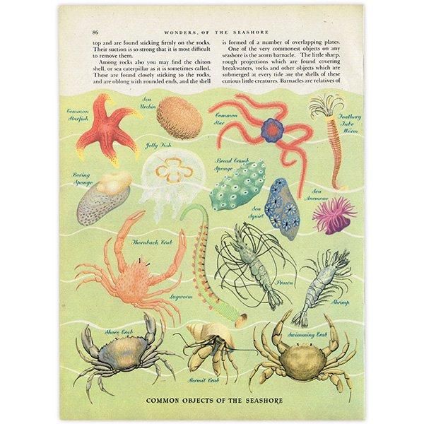 WONDERS OF THE SEASHORE դŨʪ 1948ǯ ꥹ ơץ 1016
