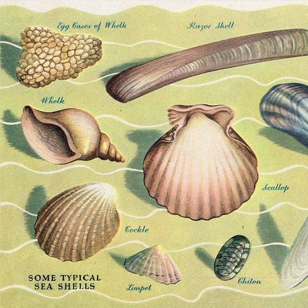 WONDERS OF THE SEASHORE դŨʪ 1948ǯ ꥹ ơץ 1016