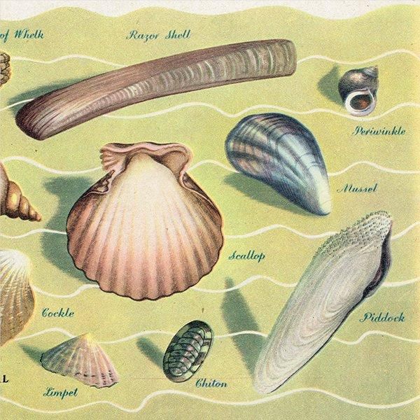 WONDERS OF THE SEASHORE դŨʪ 1948ǯ ꥹ ơץ 1016