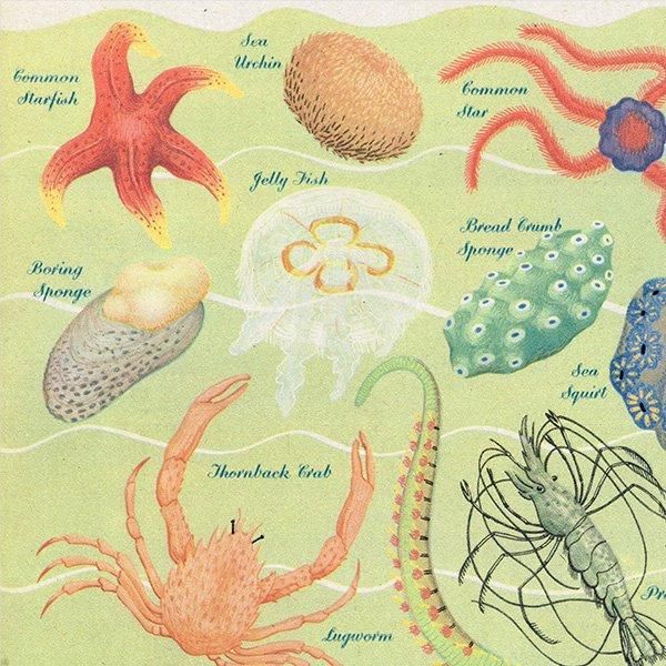 WONDERS OF THE SEASHORE դŨʪ 1948ǯ ꥹ ơץ 1016