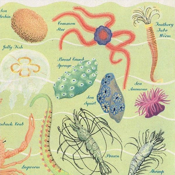 WONDERS OF THE SEASHORE դŨʪ 1948ǯ ꥹ ơץ 1016