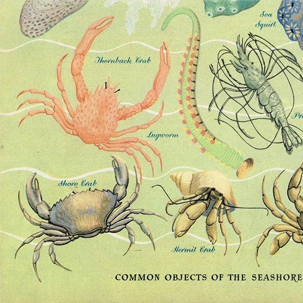 WONDERS OF THE SEASHORE դŨʪ 1948ǯ ꥹ ơץ 1016