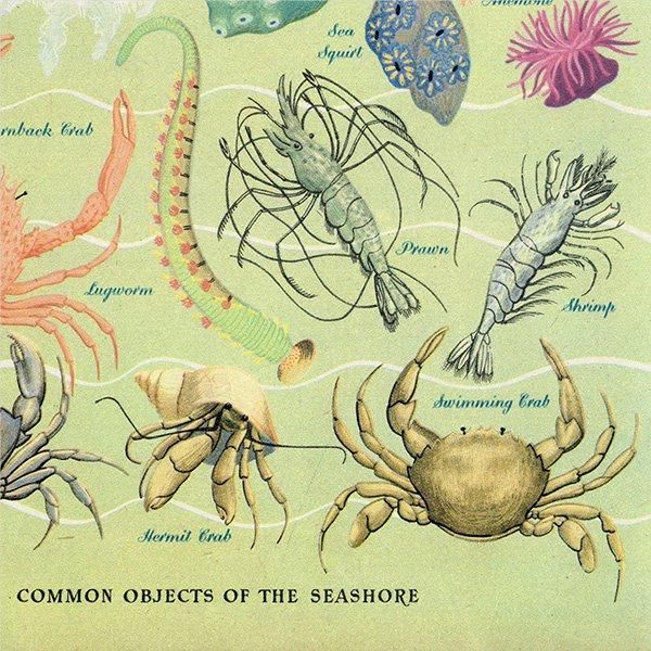 WONDERS OF THE SEASHORE դŨʪ 1948ǯ ꥹ ơץ 1016