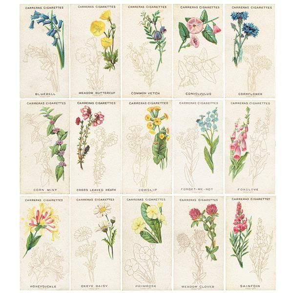 ꥹ åȥ 磻ɥե꡼ WILD FLOWER ART SERIES 25ե륻å 1923ǯ 2301