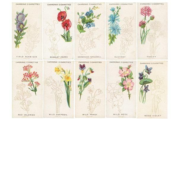 ꥹ åȥ 磻ɥե꡼ WILD FLOWER ART SERIES 25ե륻å 1923ǯ 2301