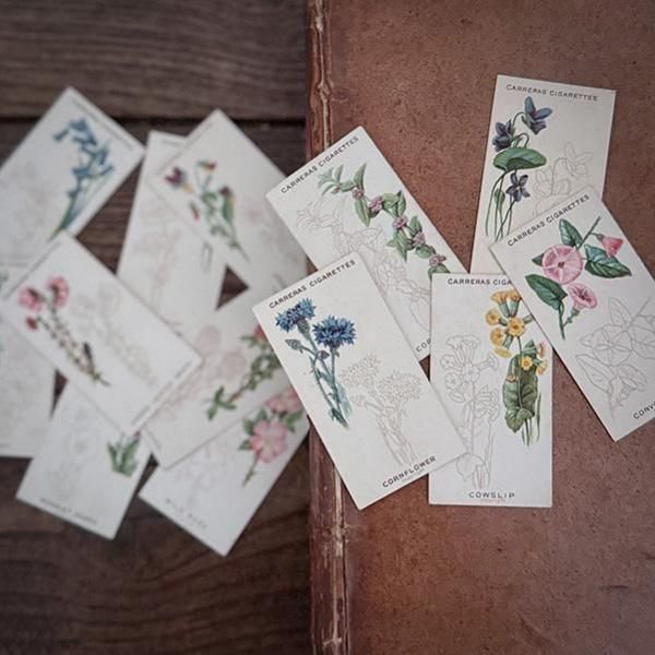 ꥹ åȥ 磻ɥե꡼ WILD FLOWER ART SERIES 25ե륻å 1923ǯ 2301