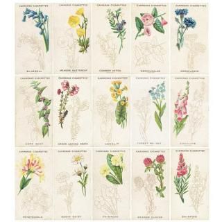 ꥹ åȥ 磻ɥե꡼ WILD FLOWER ART SERIES 25ե륻å 1923ǯ 2301