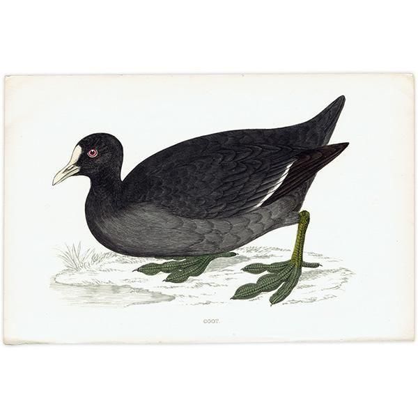 COOT Х 1850ǯ ꥹ ƥץ ʪ  (A history of British birds)   0194