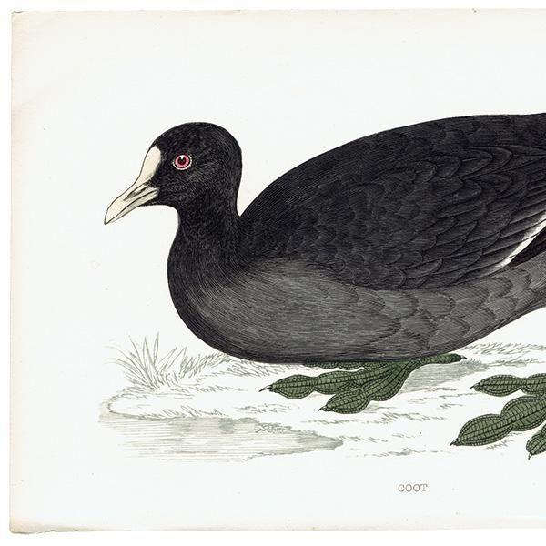 COOT Х 1850ǯ ꥹ ƥץ ʪ  (A history of British birds)   0194