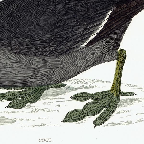 COOT Х 1850ǯ ꥹ ƥץ ʪ  (A history of British birds)   0194