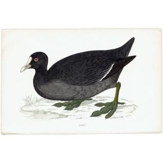 COOT Х 1850ǯ ꥹ ƥץ ʪ  (A history of British birds)   0194