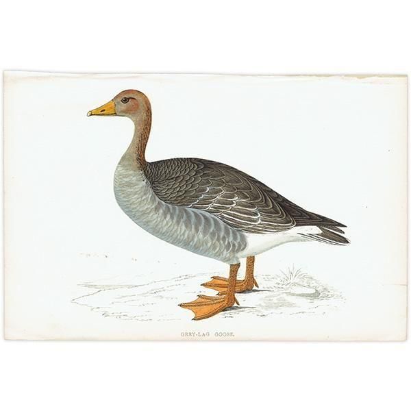 GREY-LAG GOOSE ϥ 1850ǯ ꥹ ƥץ ʪ  (A history of British birds)   0195