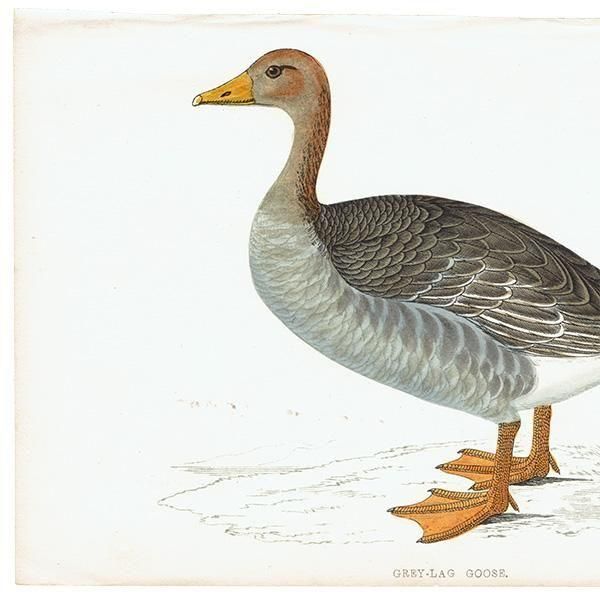 GREY-LAG GOOSE ϥ 1850ǯ ꥹ ƥץ ʪ  (A history of British birds)   0195